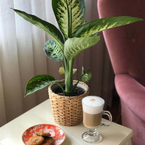 Coffee, Turkish coffee, kahve sunumu, Türk kahvesi, latte with cookies