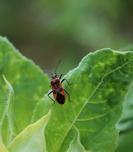 leaves and bug