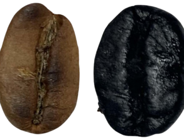 light and dark light and dark roasted coffee